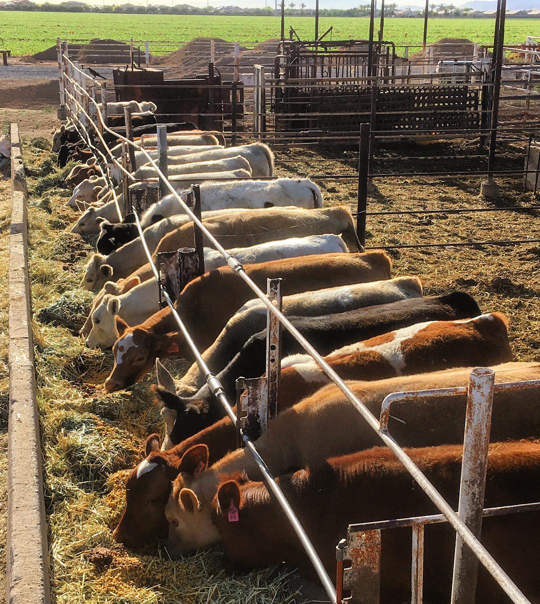 Rocker 7 Ranches | Buckeye AZ