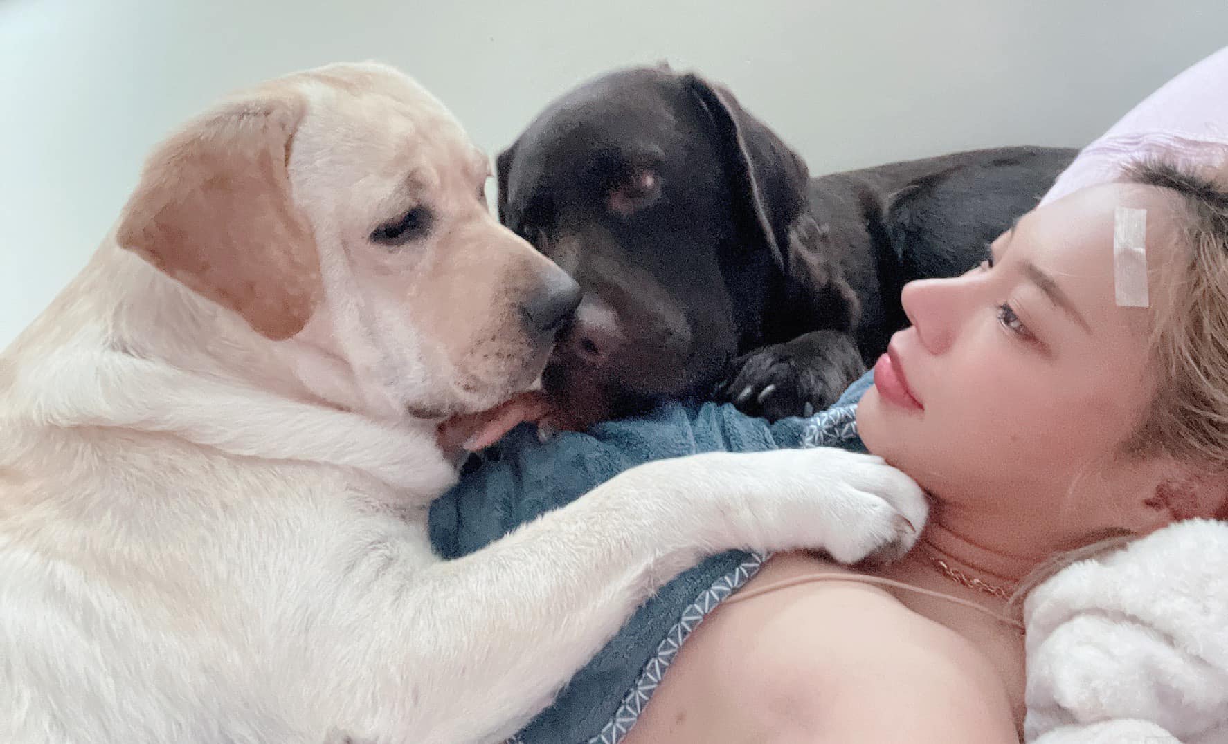 ศึกแย่งพี่ 🥰🥰🥰... - Dobby Bambii labrador | Facebook