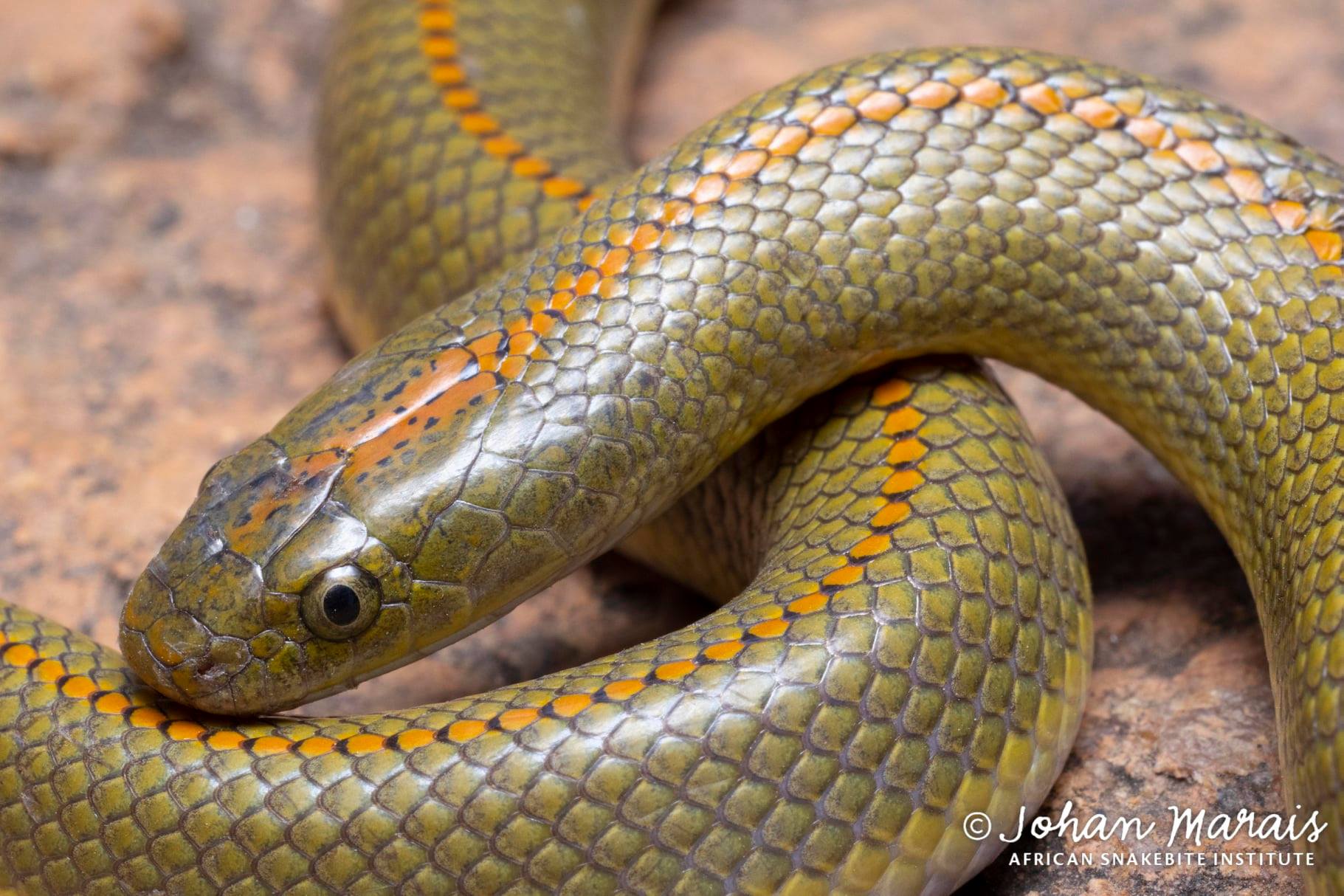 Harmless Aurora House Snake... - African Snakebite Institute