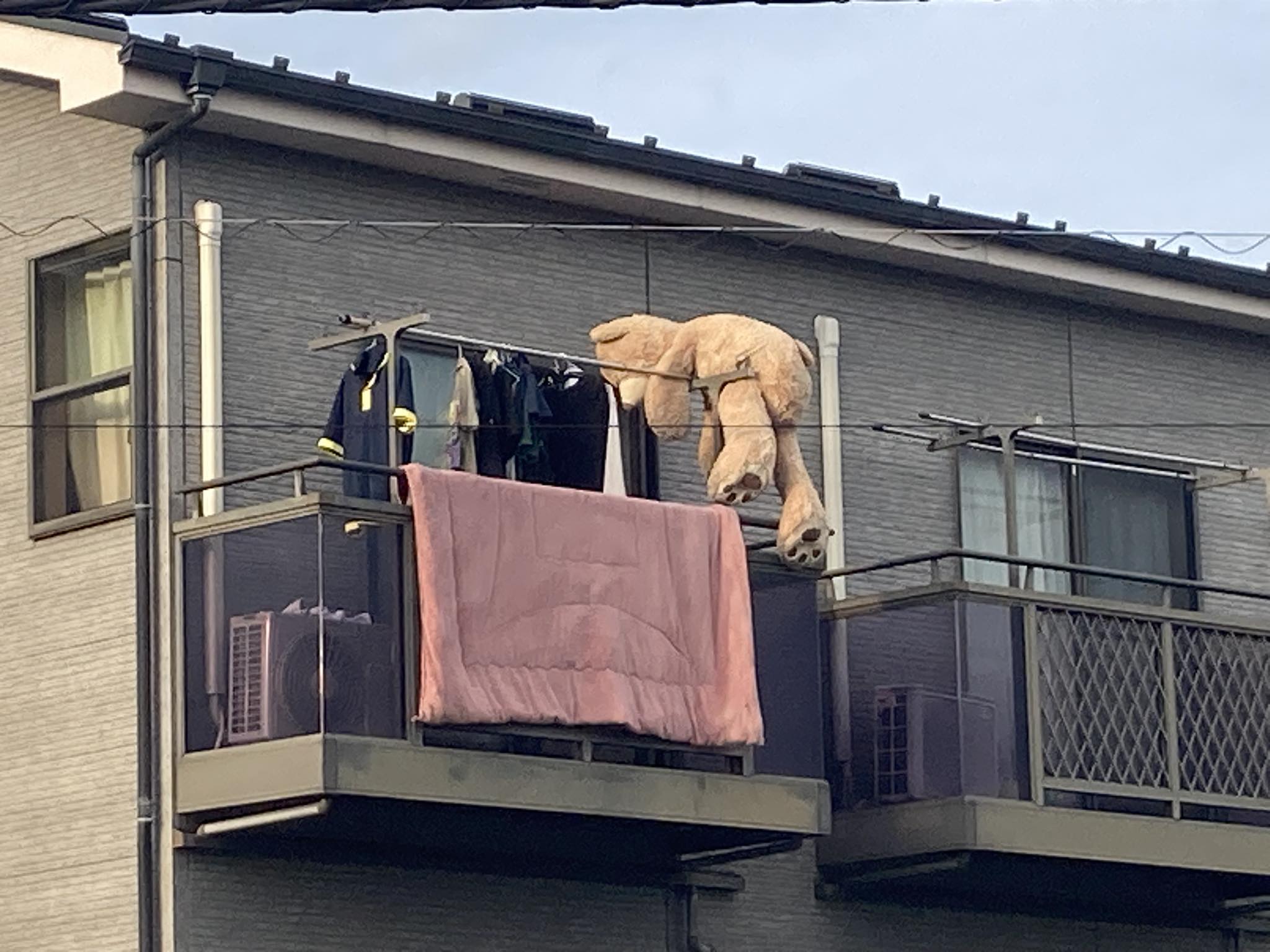 青梅 市 熊