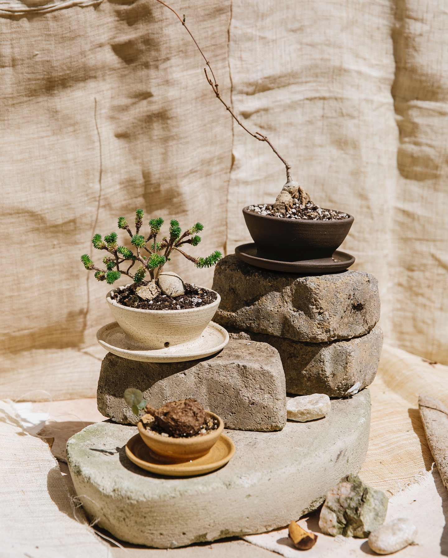 彩音 PSY-ON ORIGINAL CAUDEX POT③ Caudex planter collection✨ 📷 @jessiemarphoto #caudex
