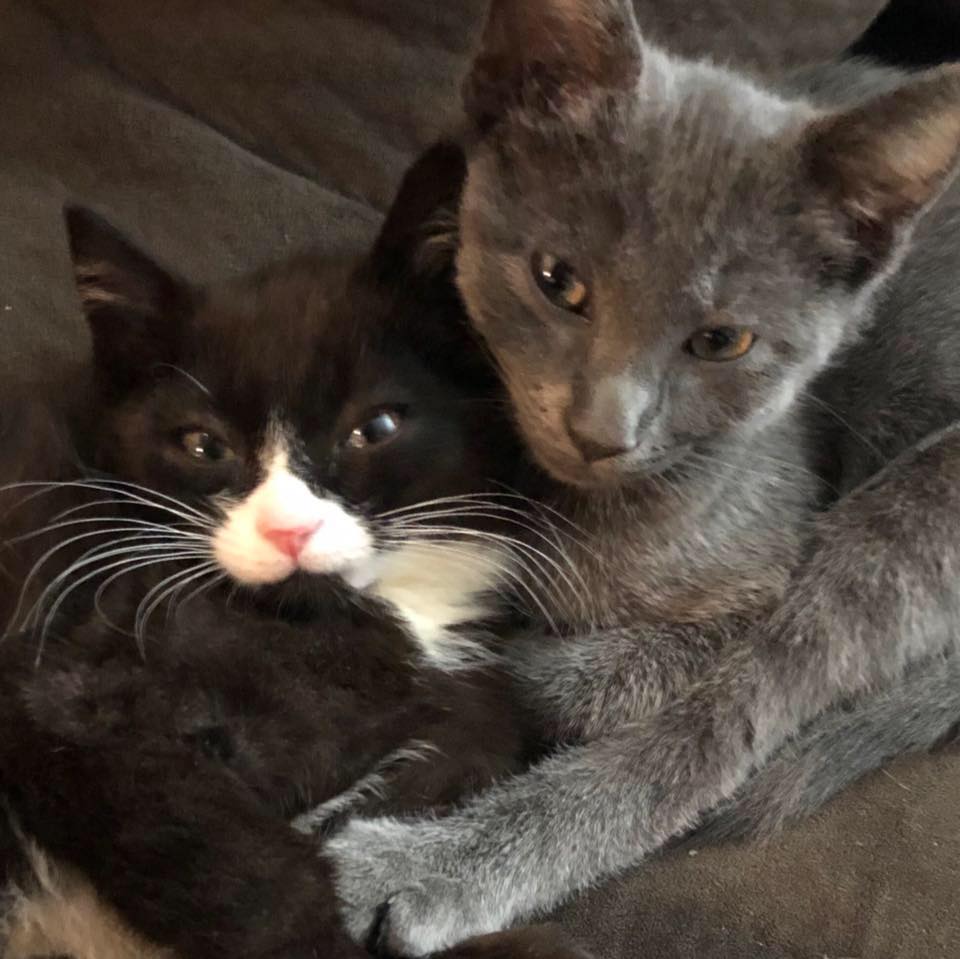 Kat’s Cats - Kat’s Cats added a new photo.