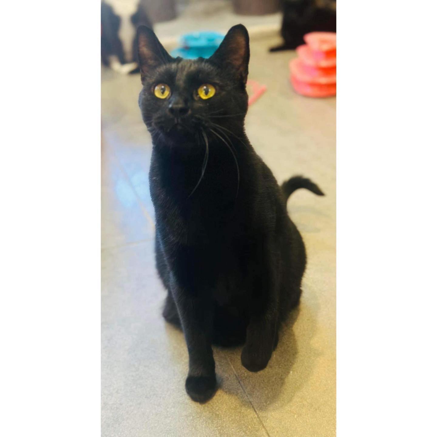 ️ ️ADOPTED ️ ️ 🖤🖤 MEET ONYX 🖤🖤 🐾... - Perth Rescue Angels | Facebook