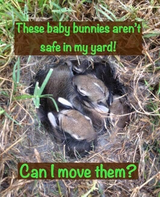 Wild - Many people call wildlife rescues asking for help rescuing or ...