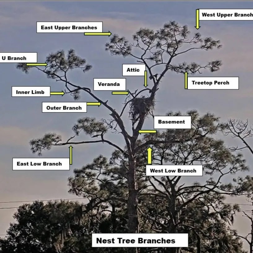 Bald Eagles 101 | (SWFL Eagle Cam, Facebook) A new photo of the newly ...