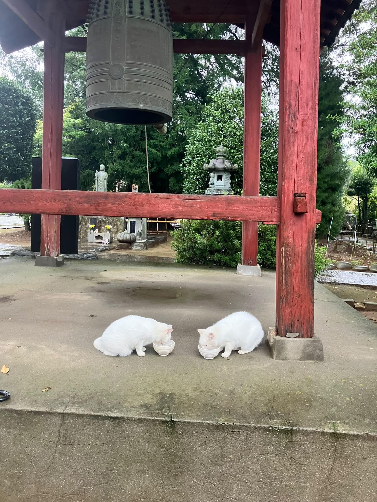 🐱🐾ハロウィン🎃🐱🐾ニャ