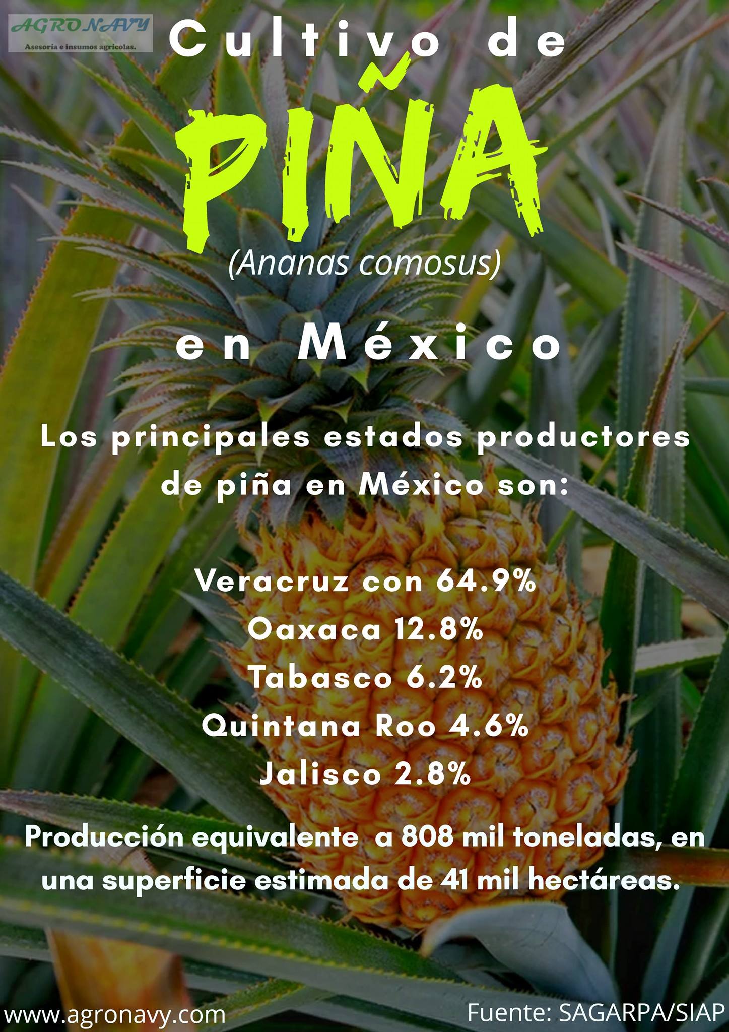 Agronavy - Infografías Agronavy Cultivo de piña en México...