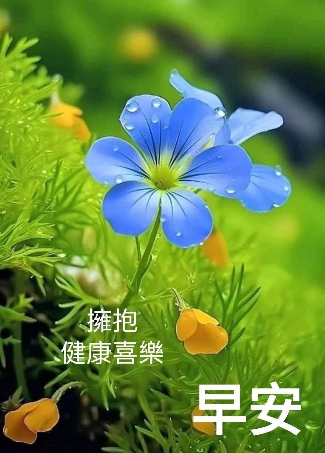 嗨～你好！早安 午安 晚安美圖分享 | 早安😊週二安康幸福順心愉悅😀🌷☕️💞 | Facebook