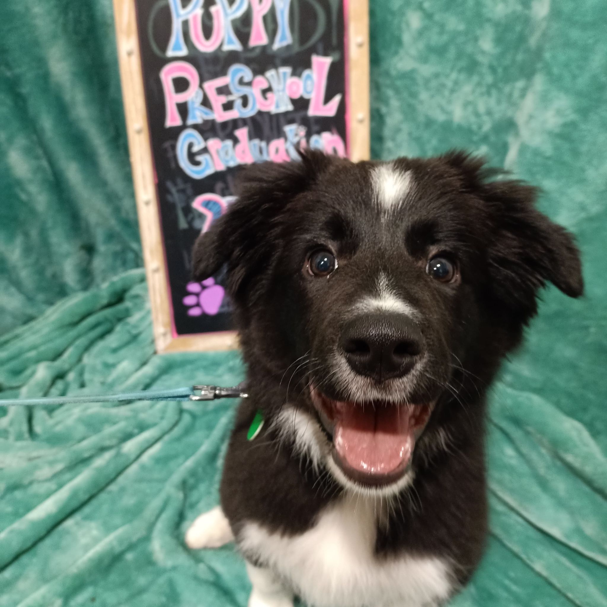 Holly, Calli, Molly and Raphael ♥... - Swan Valley Vet Centre | Facebook
