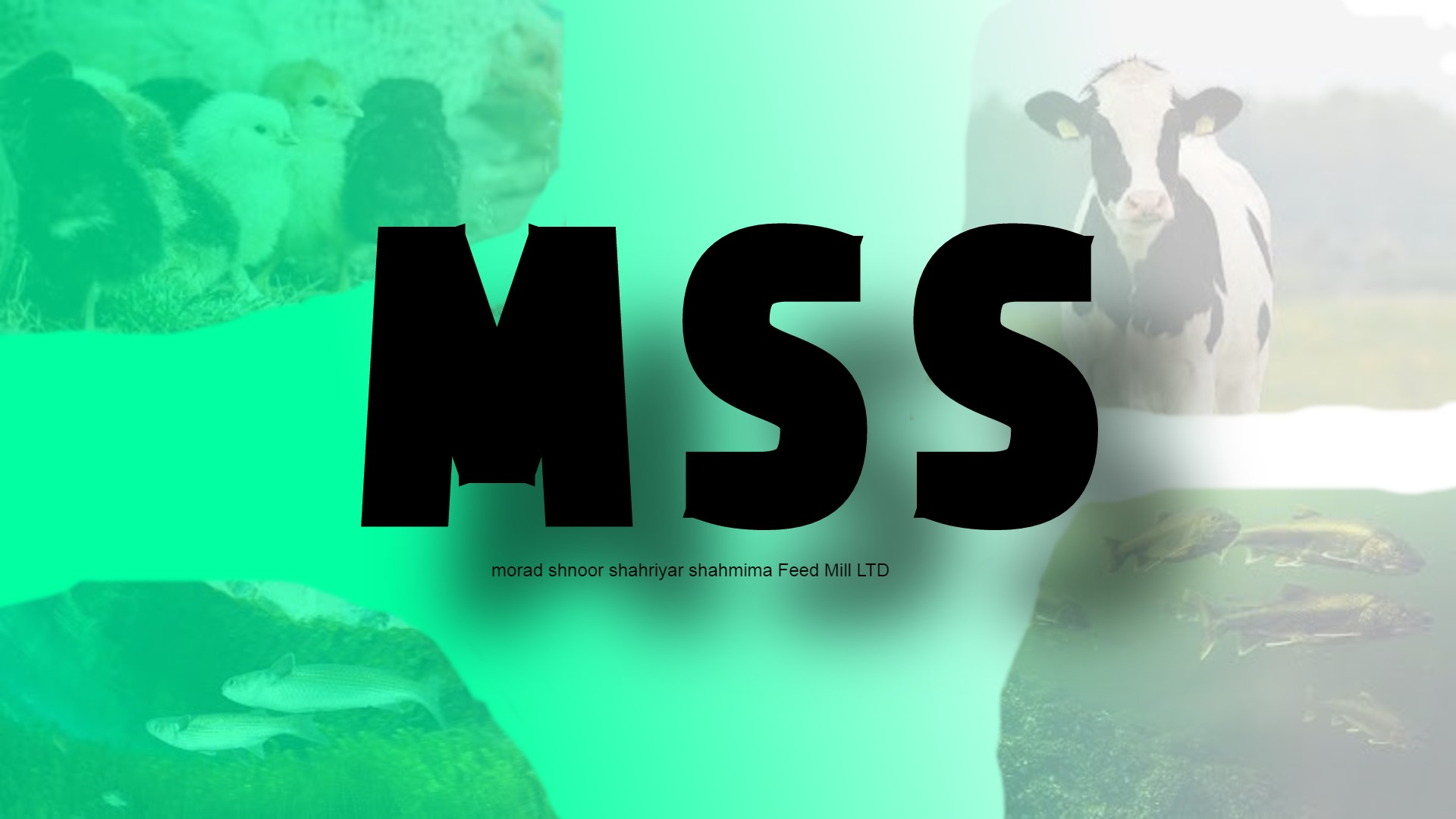 MSSS Feed Mill LTD
