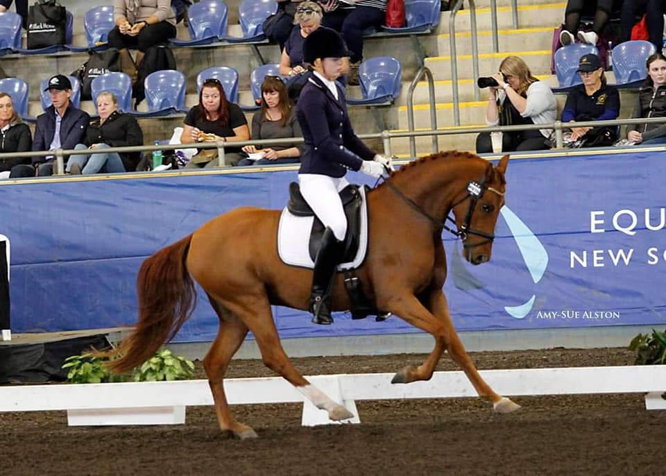 Tamlyn Farm Performance Ponies | Kialla East VIC
