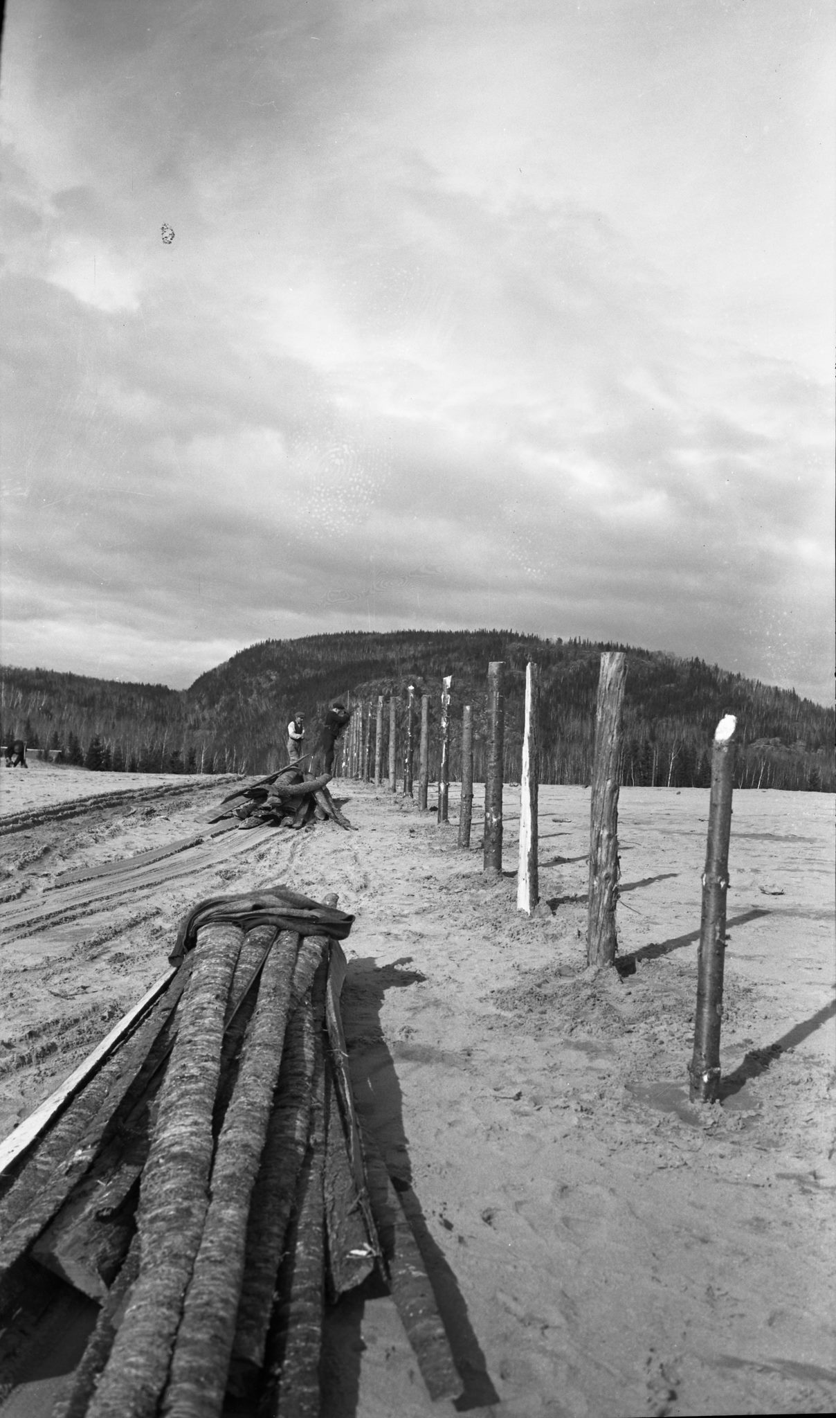 Petit-Saguenay - Plantation de pins sur les fermes d'Ernest Lavoie et ...
