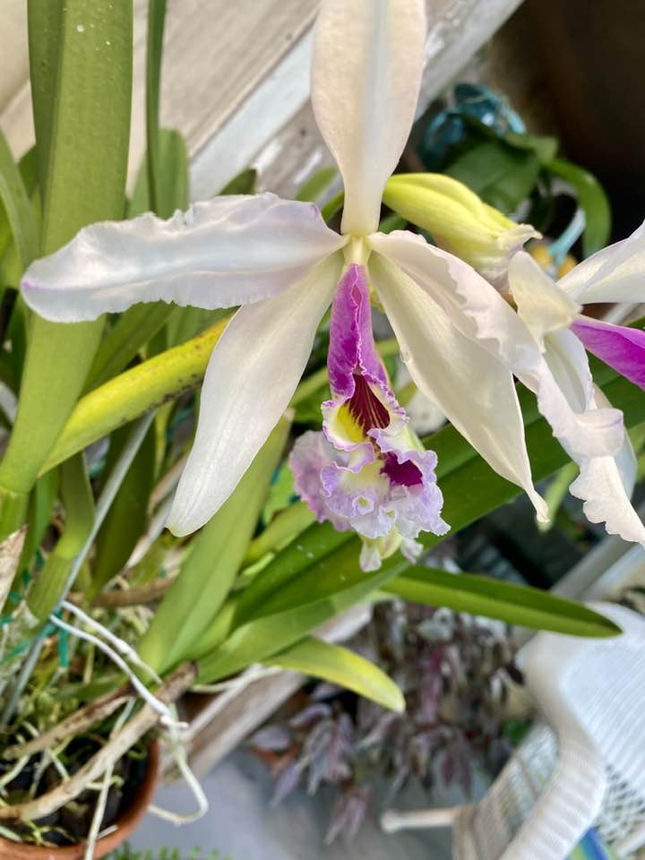 C Warscewiczii 'F.M.B.' orchid stud