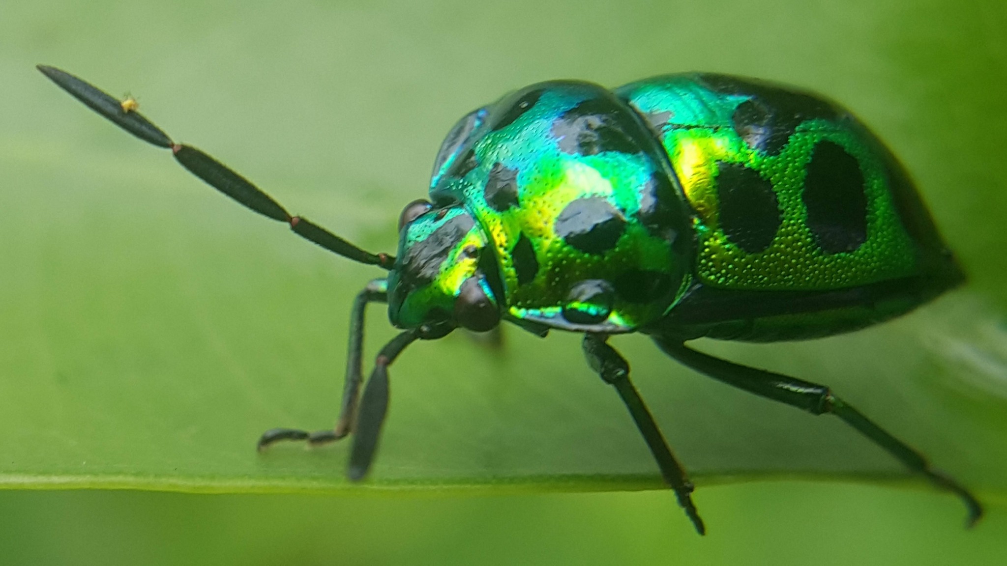 Bọ-xít Bồ-ngót, dài 8mm Katuk Metallic Shield-backed Bug Hemiptera
