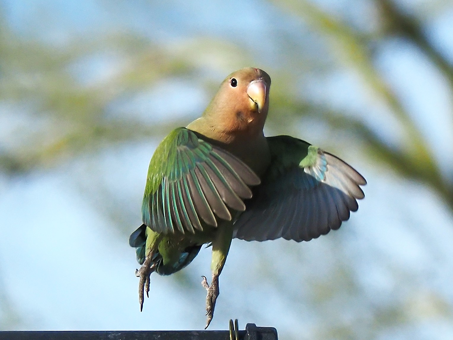 loving bird  The wild lovebirds of Phoenix love to be photographed. 2/16/26