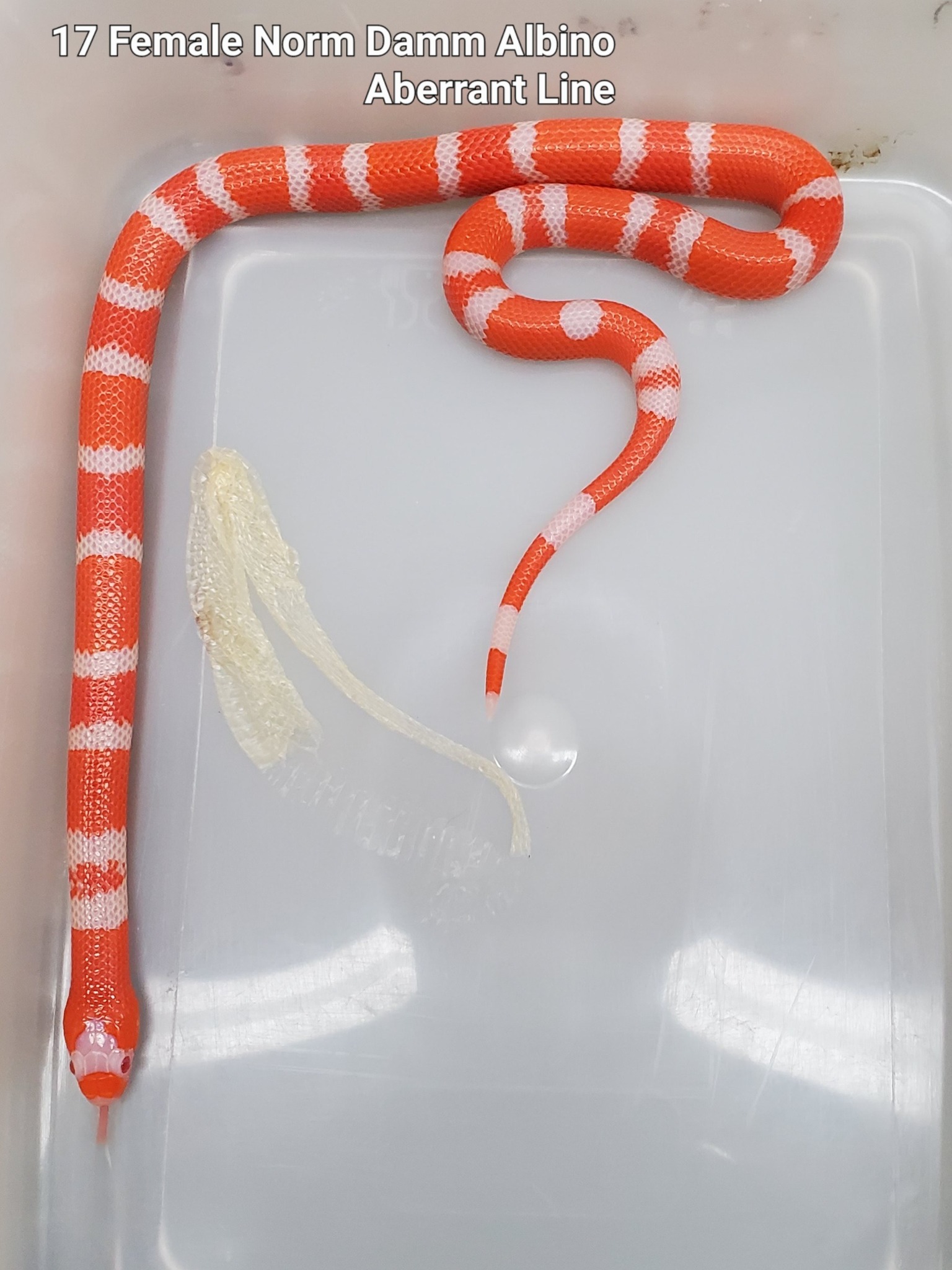 Honduran Milk Snake Group | I've been working on producing really ...