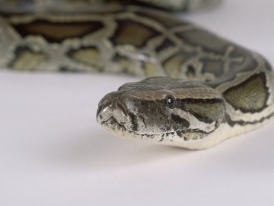 The Python Project added a new photo... - The Python Project