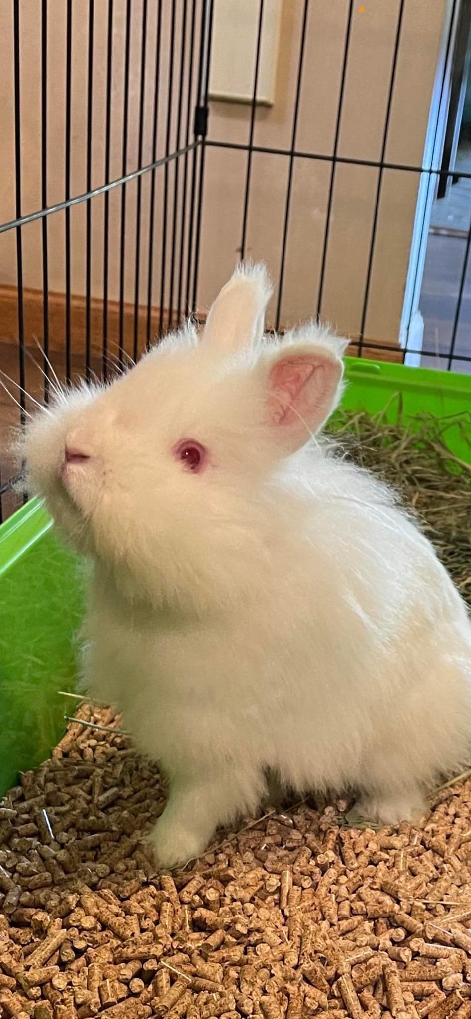 Meet Puffin! She is so happy to... - Rabbit Rescue of MN