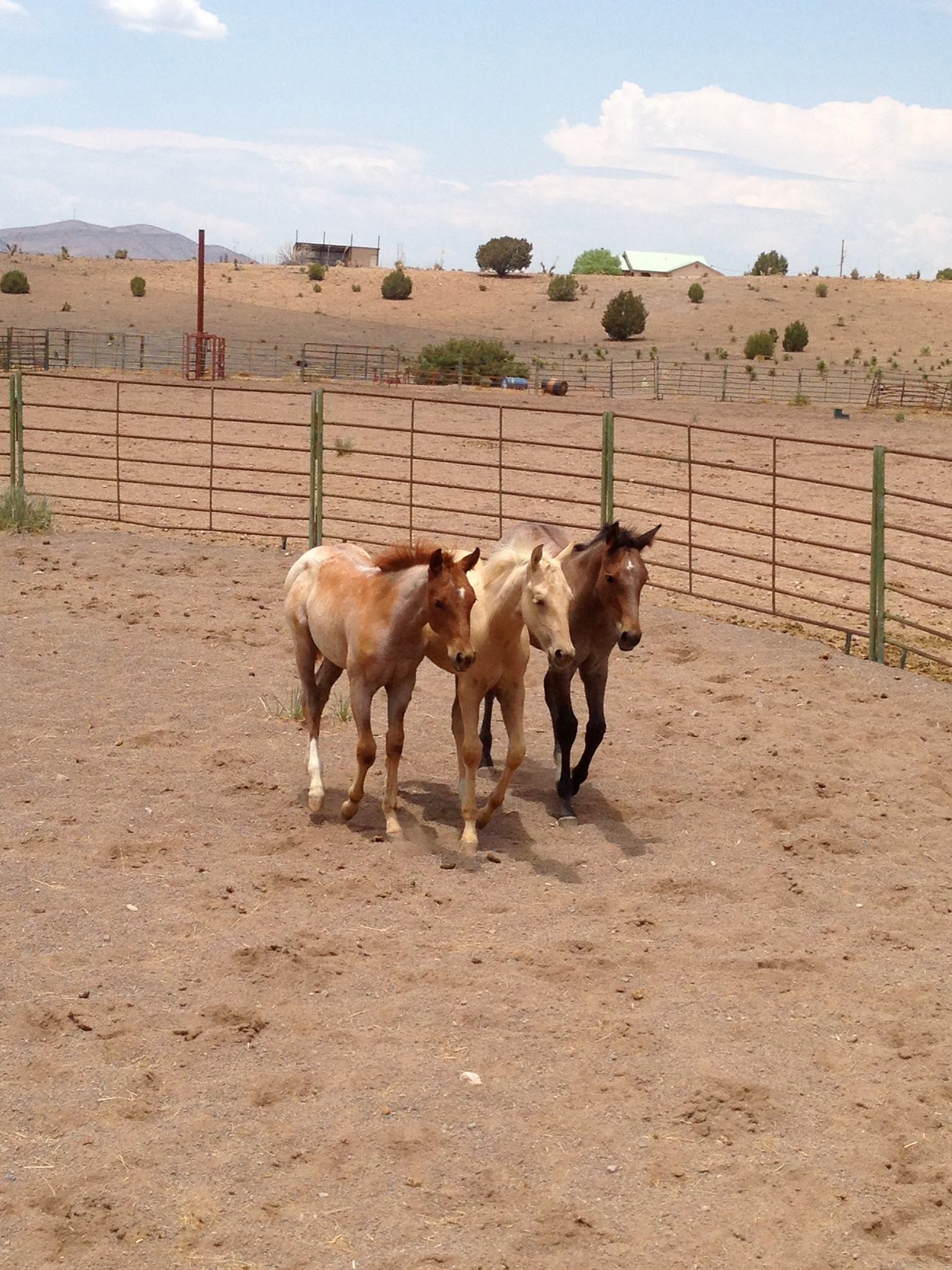 Mize Performance Horses | Mimbres NM