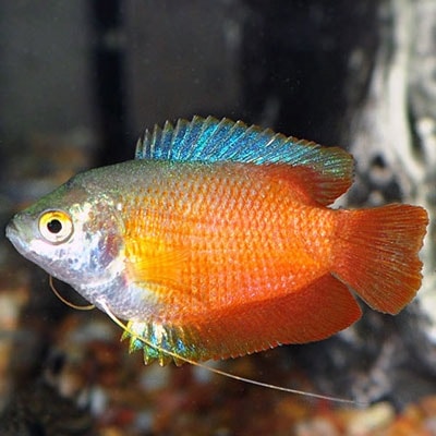 Al BADR Ornamental Fish Tr