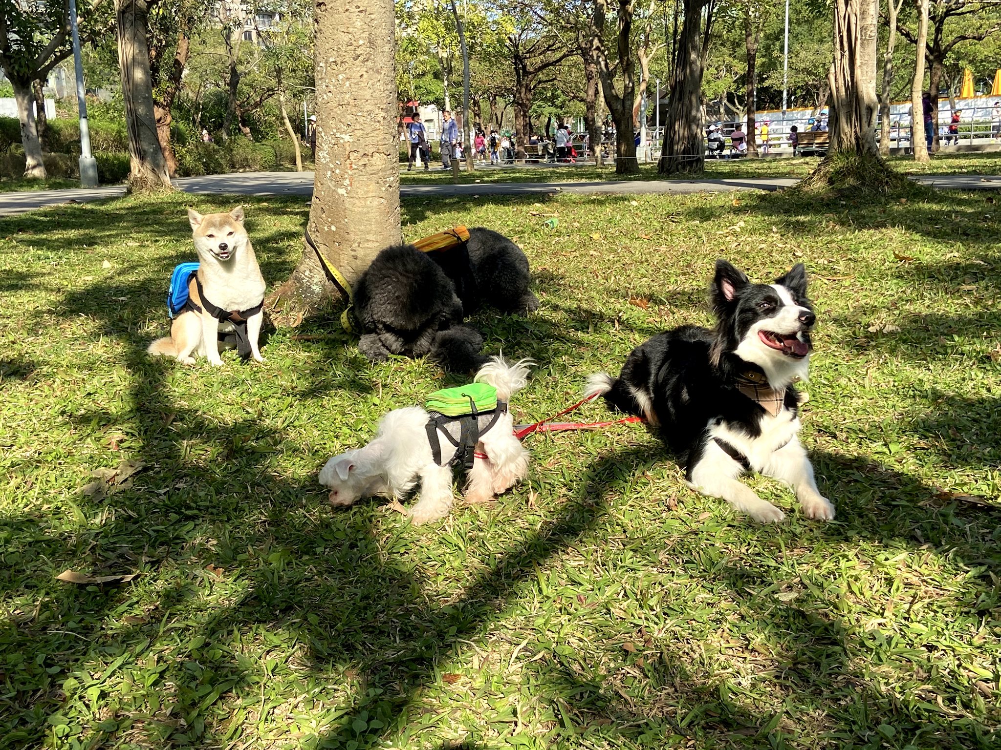 Rainpet 毛孩百變包