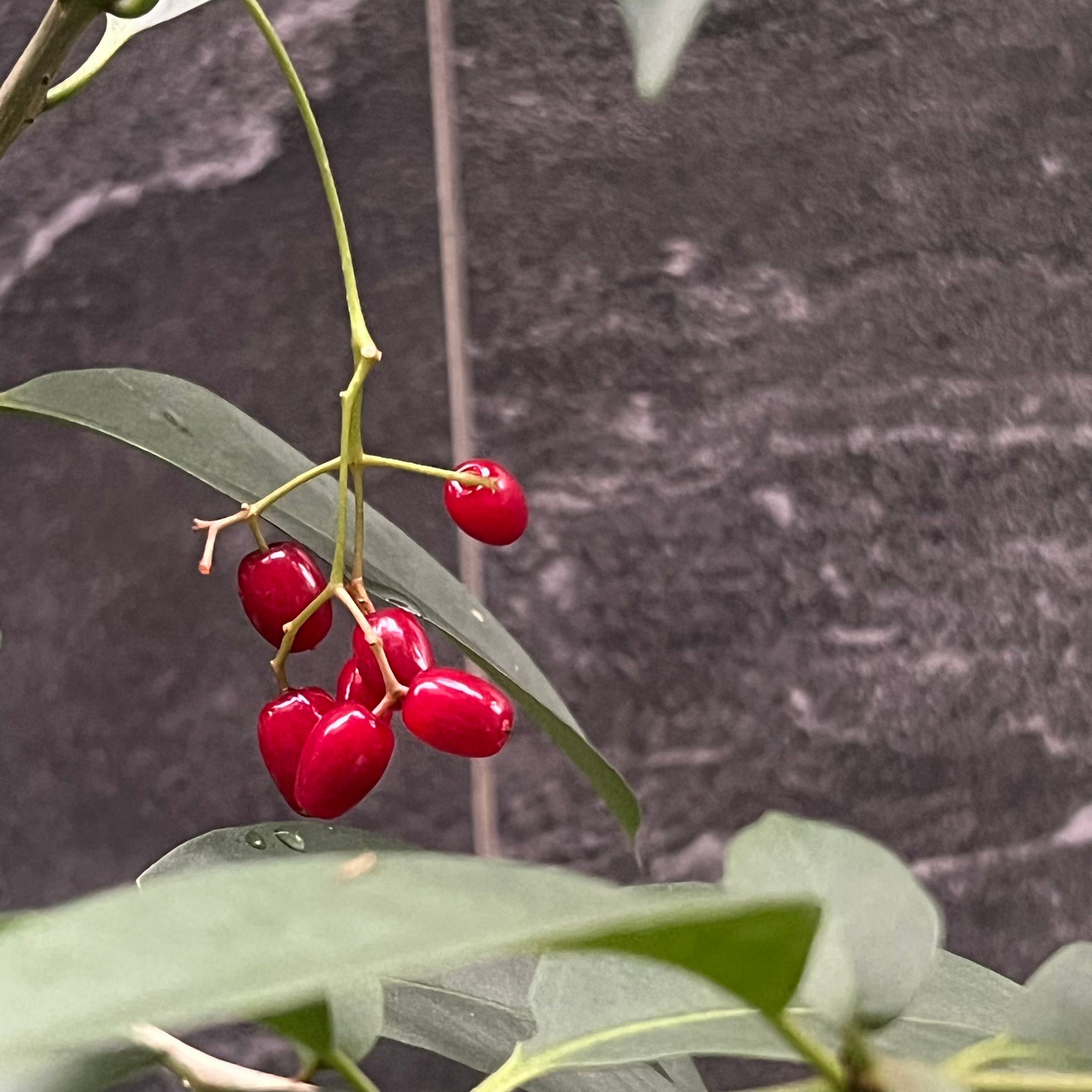 Any idea what berry is this is have a large seed inside . Place Asia