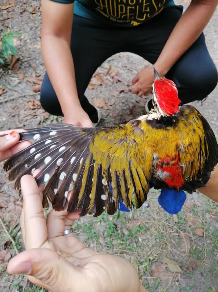 Azhar Lab Group - Conservation science, biodiversity & agroecology