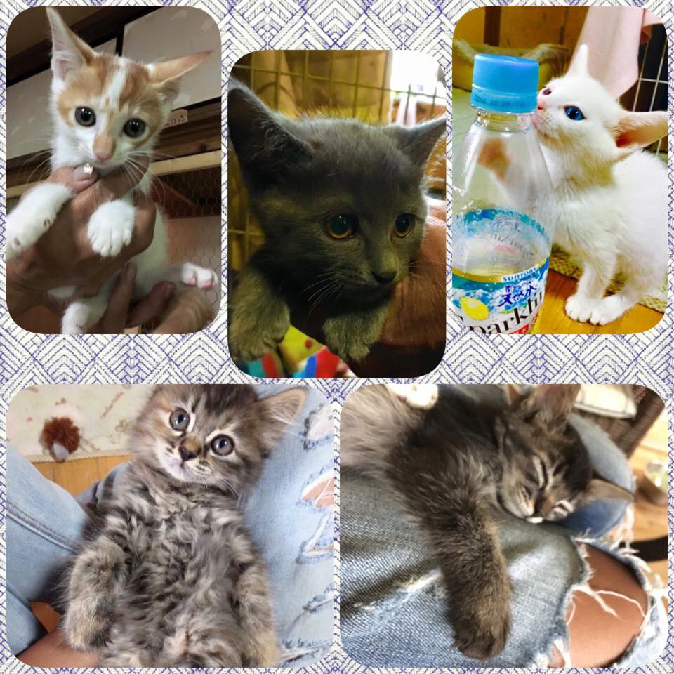 Npo法人富士山猫を守る会 ホーム Facebook