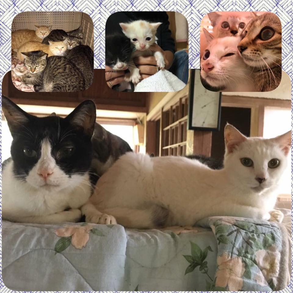 Npo法人富士山猫を守る会 ホーム Facebook