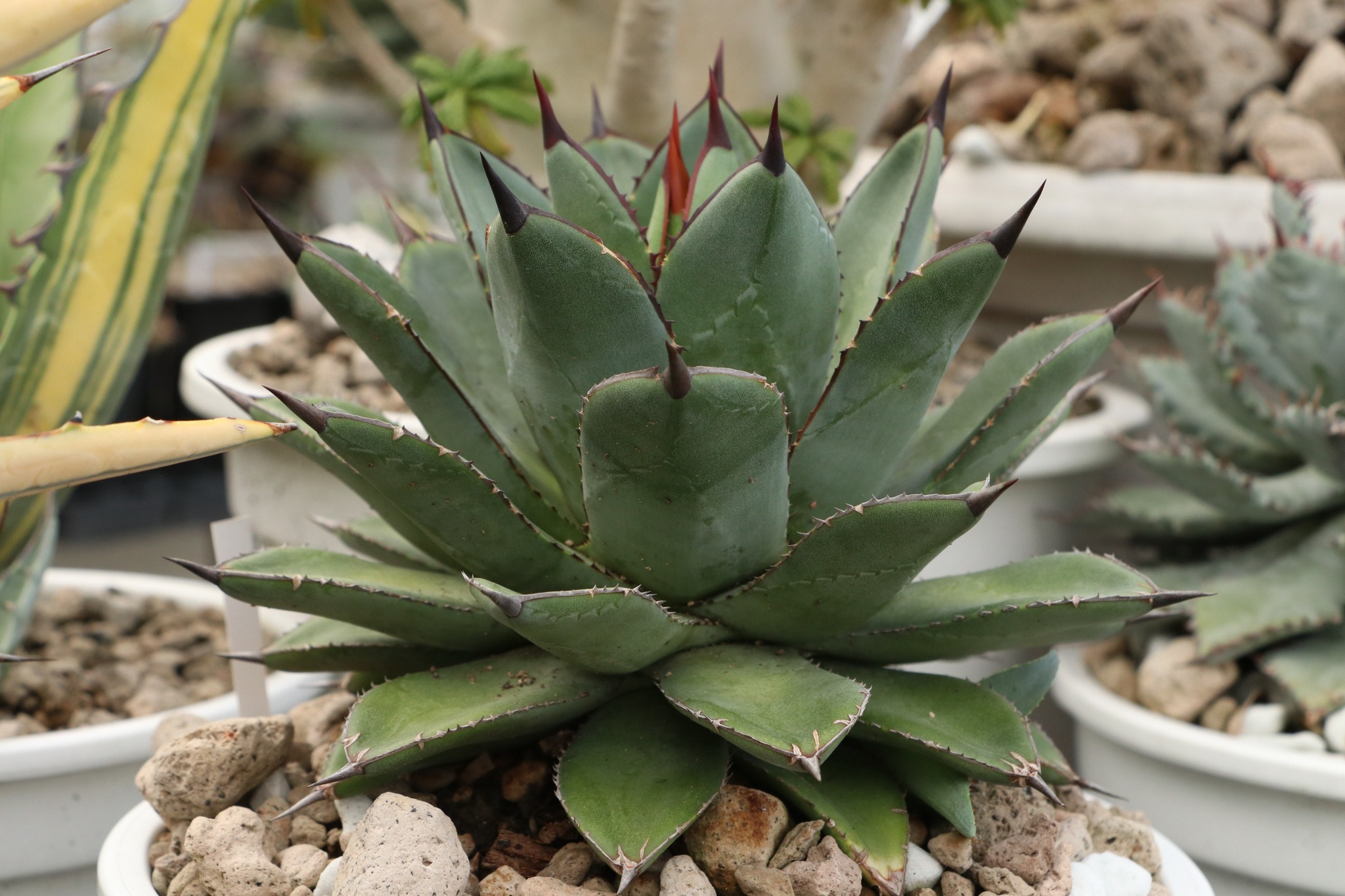 Agave Hybrid (Isthmensis*Utahensis) seed grown