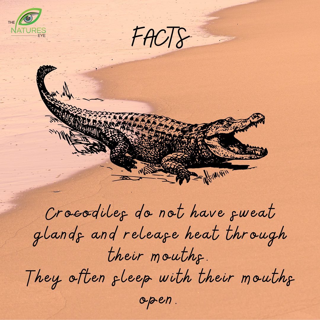 Nature's Eye - 🐊 Some Croc-Facts 🐊 Learn about more such... | Facebook
