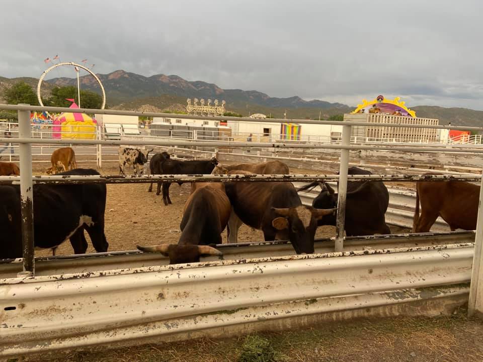 ‼️HELLO NEPHI‼️ Stock🐮 has arrived,... - Ute Stampede Rodeo | Facebook