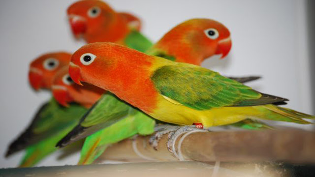 Maroof Aviary | Malir Cantonment