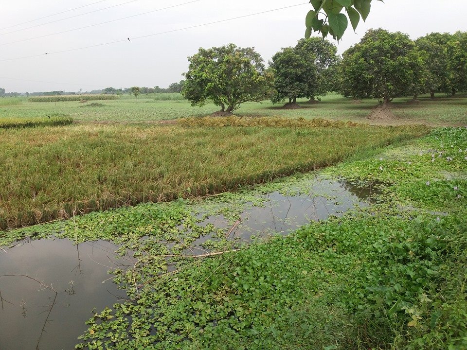 Gochor গোচর গ্রাম | Rajshahi