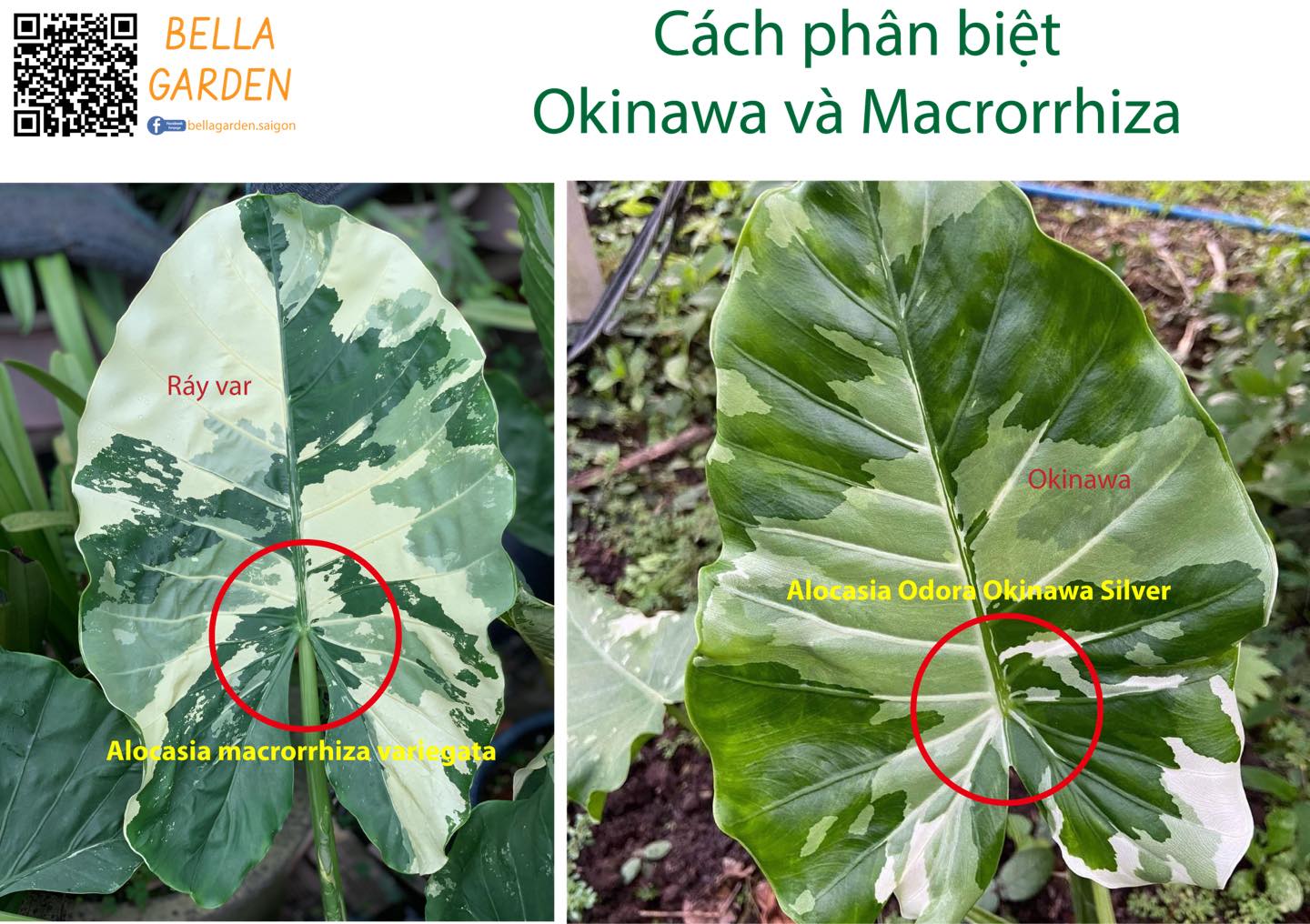 BELLA GARDEN - Cách phân biệt giữa Ráy var và Okinawa. -... | Facebook