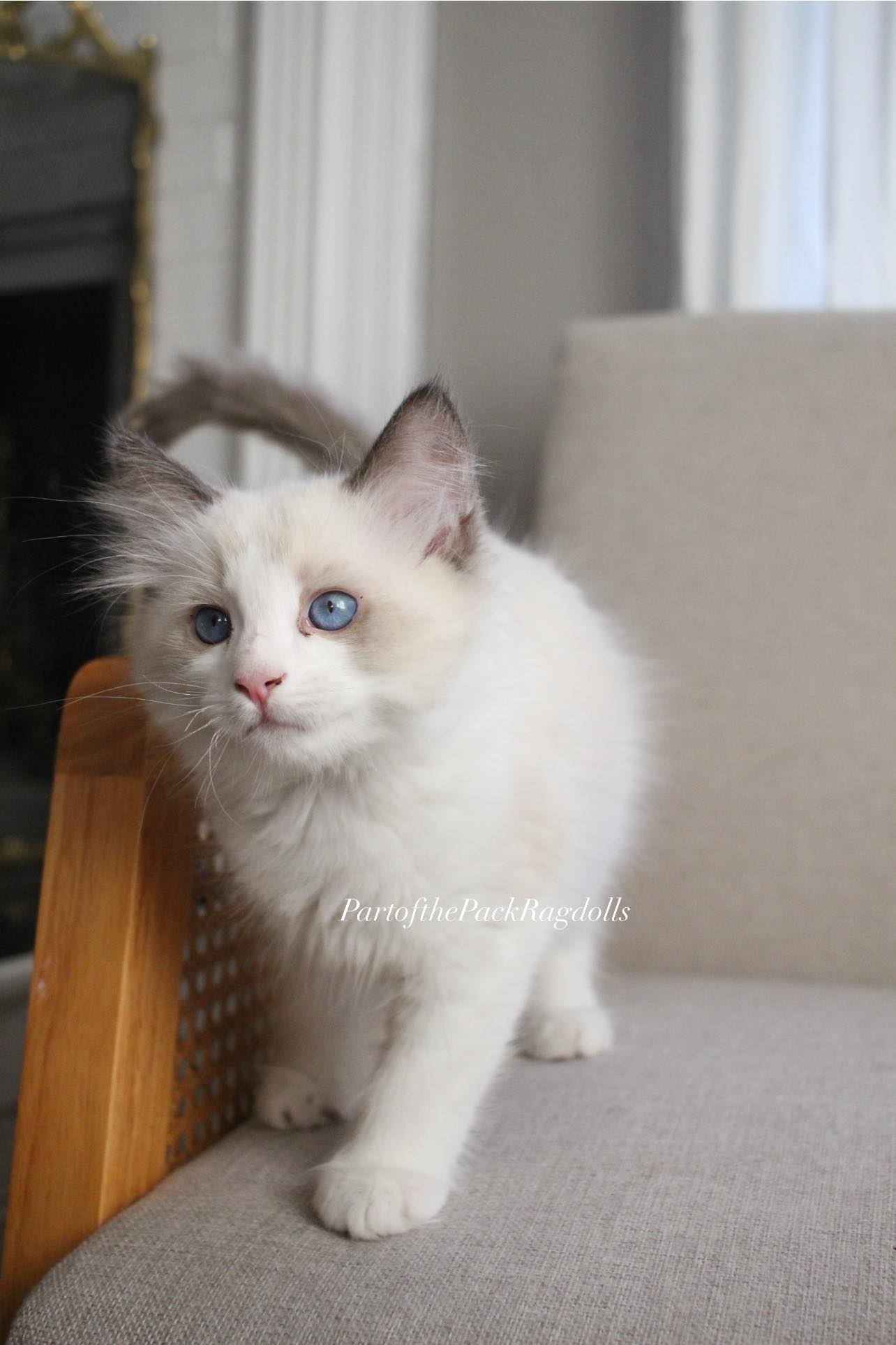 Part of the Pack Ragdolls