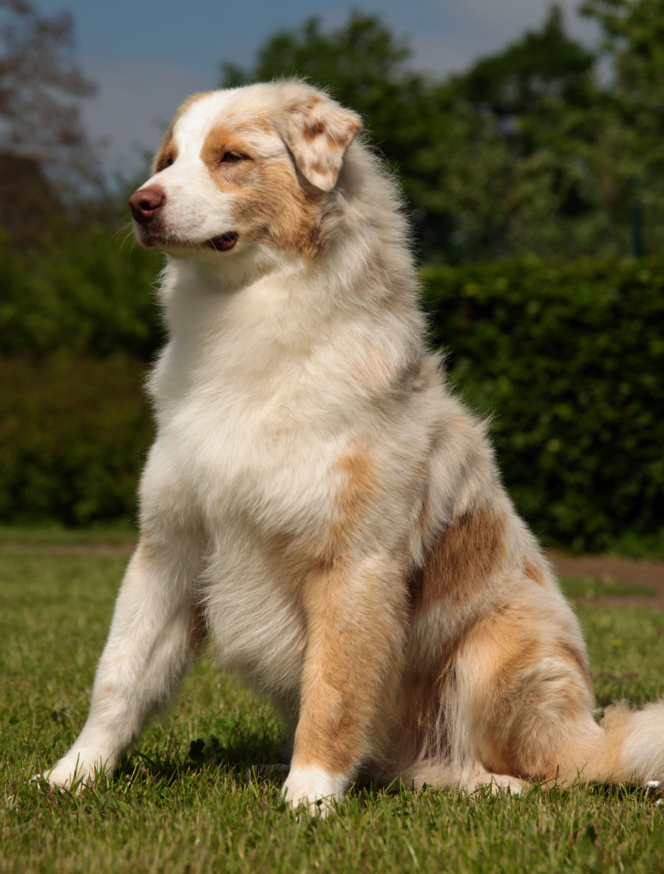 Moon Rise Australian Shepherds | Reher