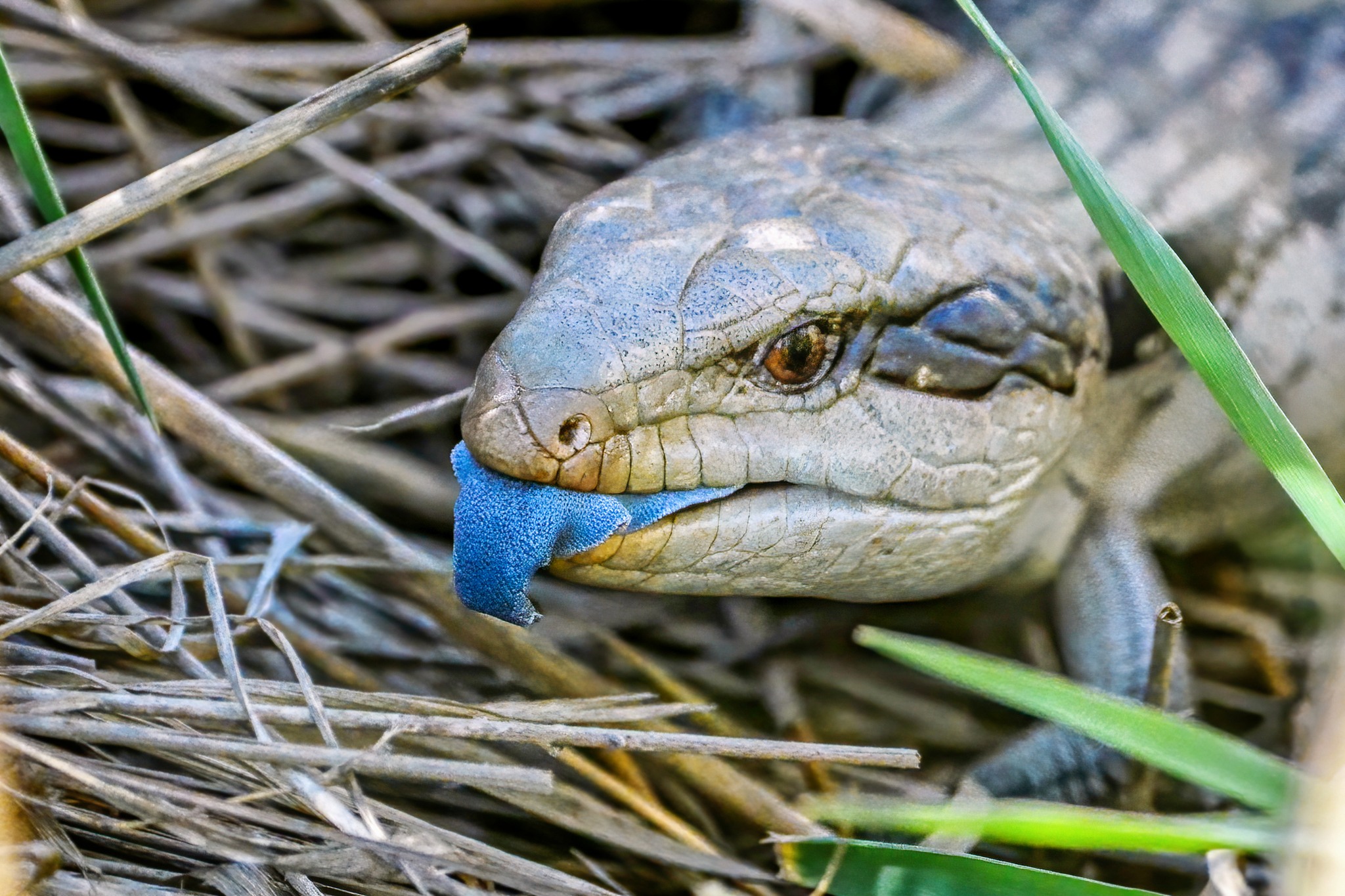 NSW - Lizards play a vital role in our ecosystem 🦎 To help support our ...