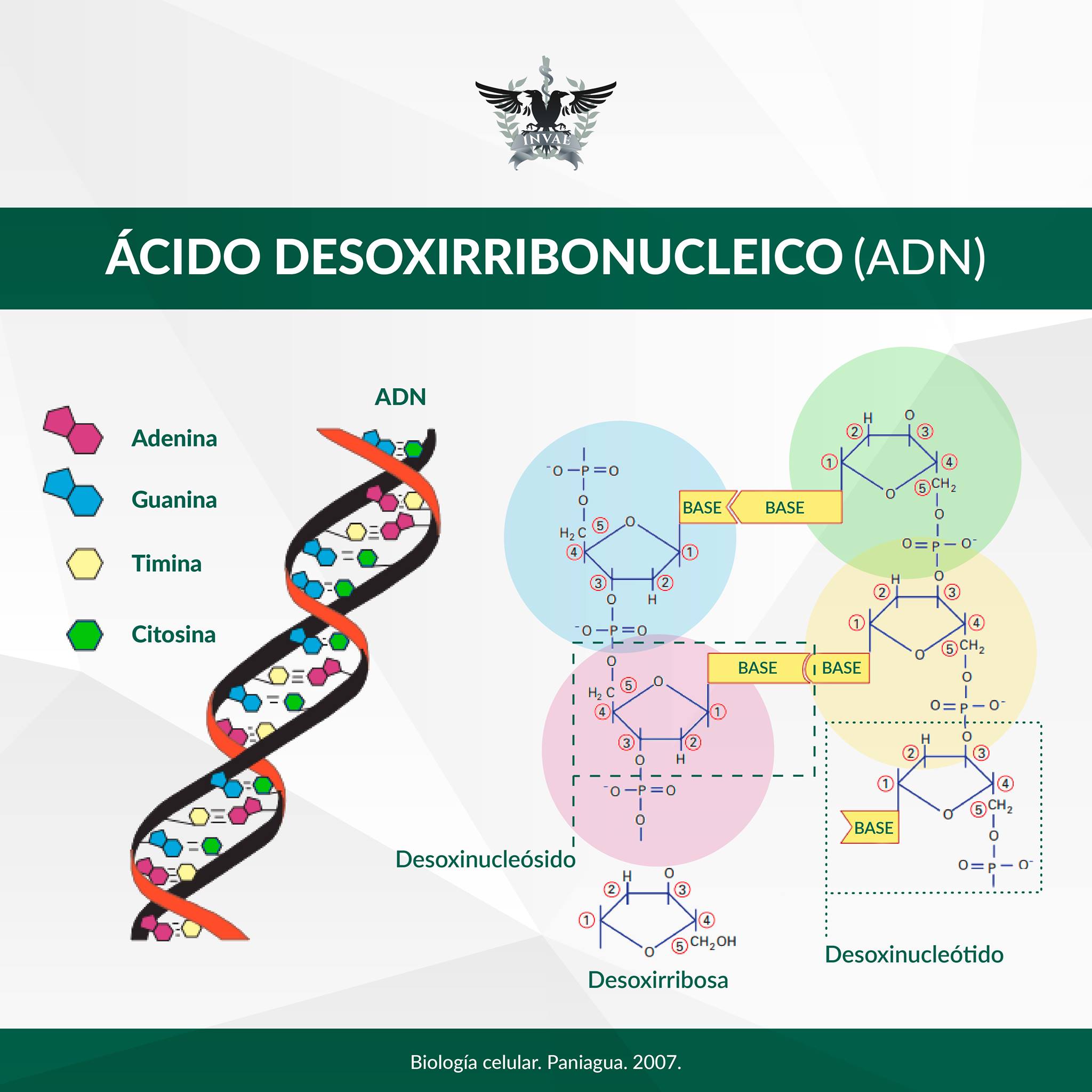 INVAE - El ADN es un doble helicoide de unos 2.5 nm de... | Facebook
