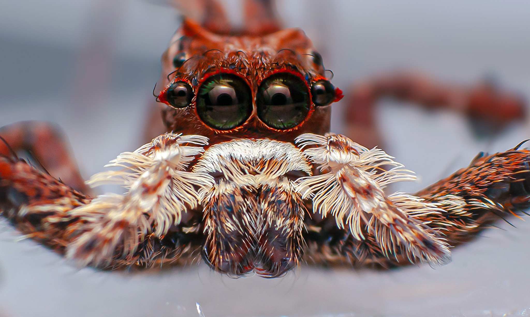 Behind - Portia is renowned as the world's most intelligent spider. It ...