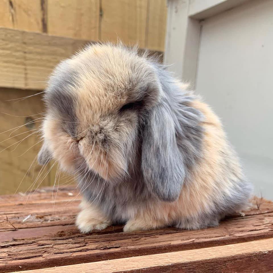 Baby mini bunnies for sale near me Rabbits for sale near me 2021 ...