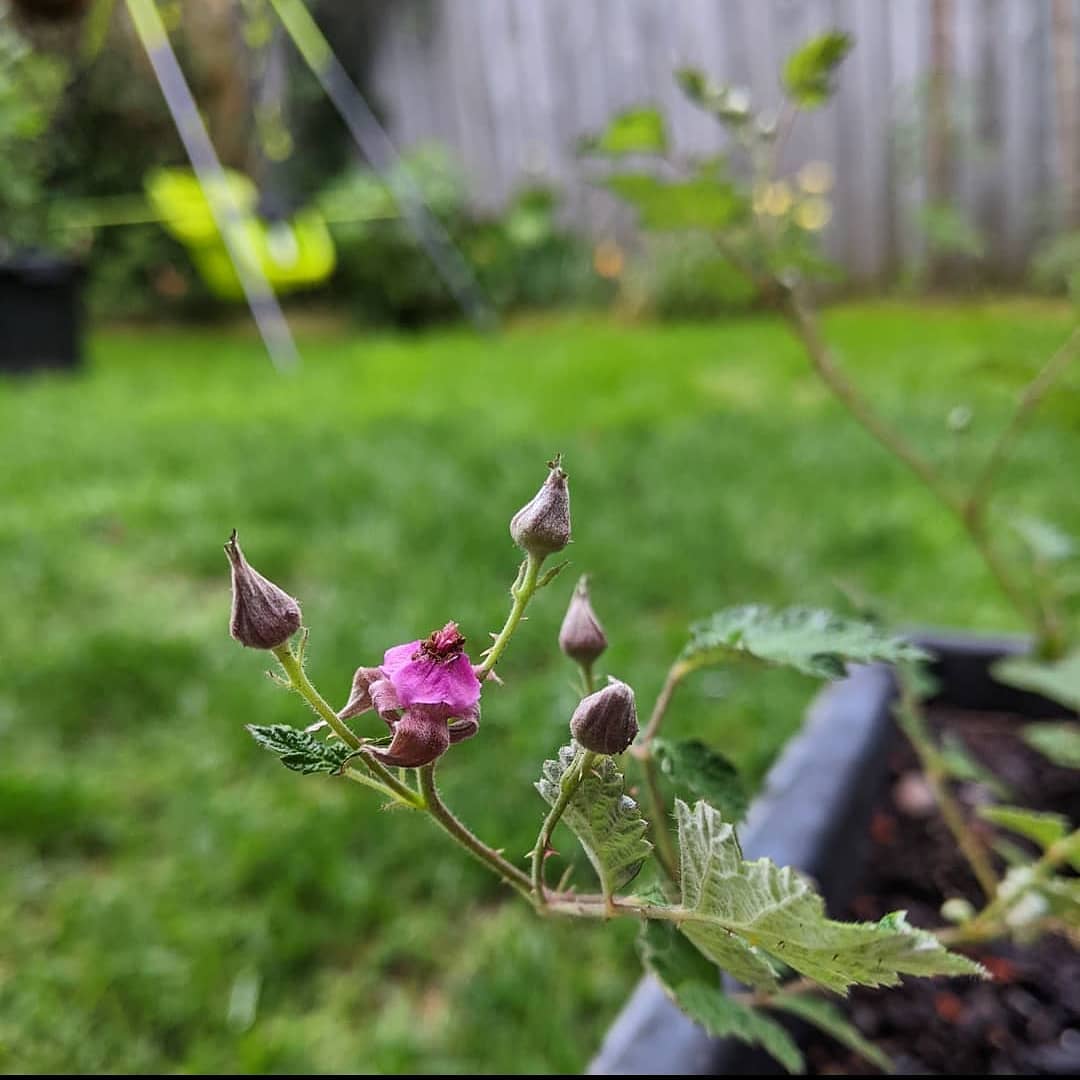 Native Raspberry is flowering, photo... - Melbourne Bushfood | Facebook