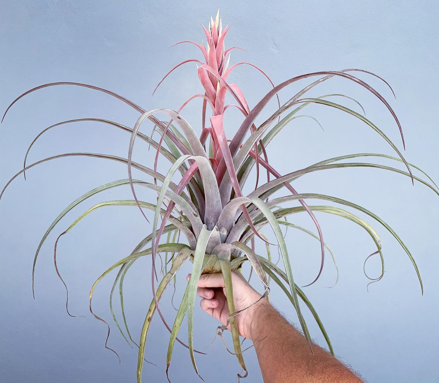 Hybrid air plant T. lorentziana x T. streptocarpa