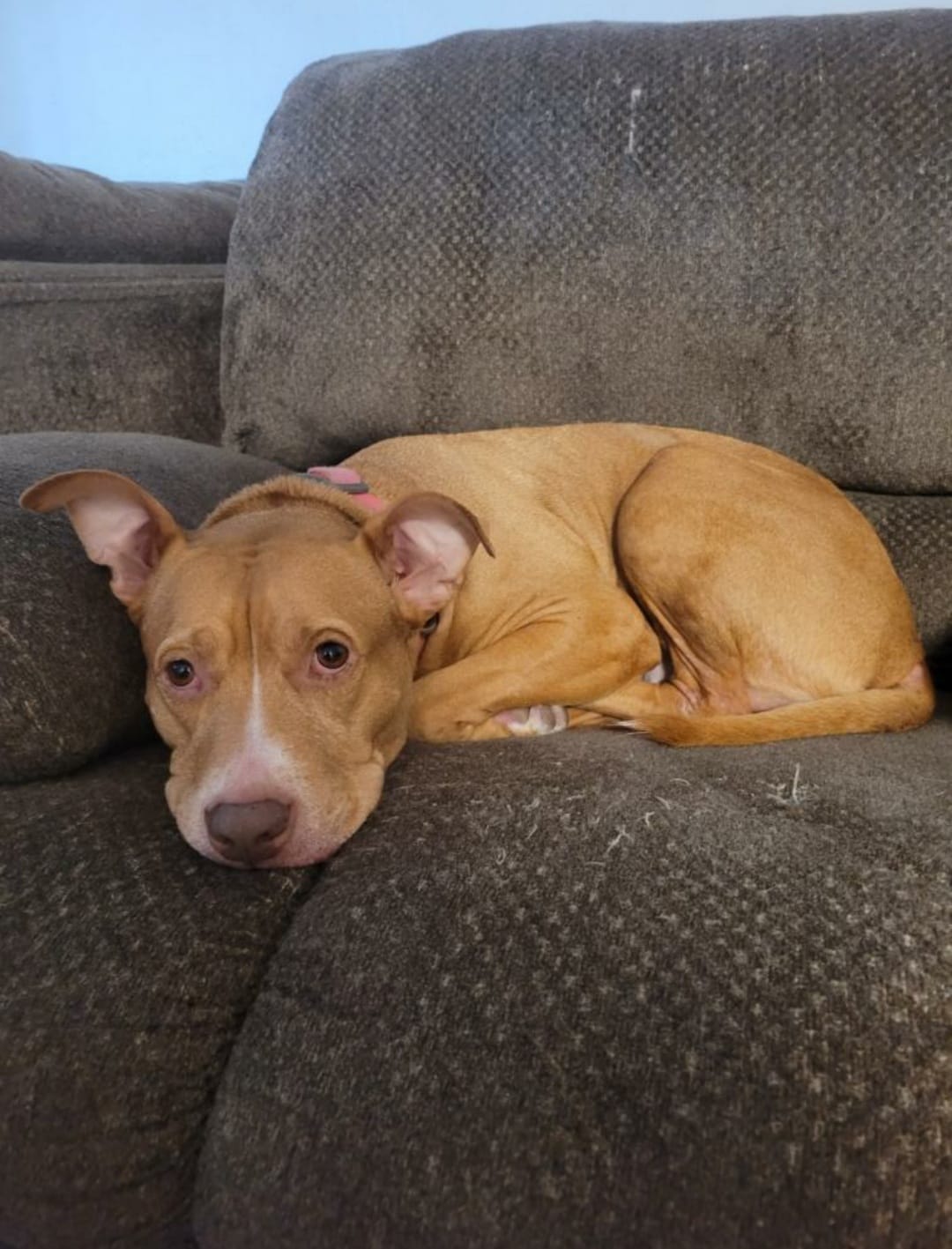 PLEASE... - Fl CHAIN -Community Helping Animals In Need | Facebook