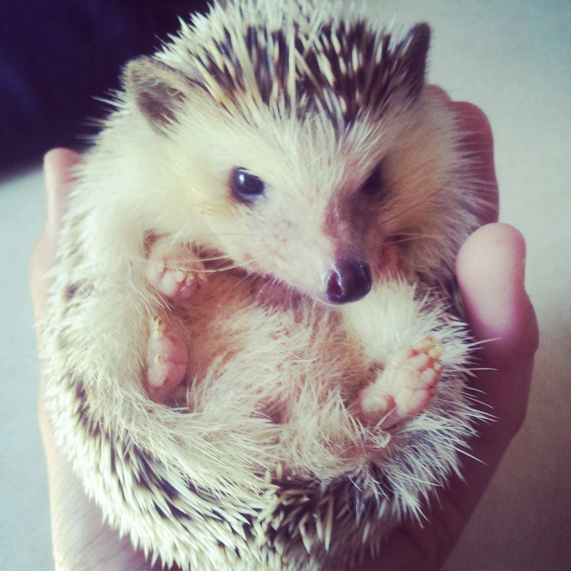 View of Image result for Hedgehog nutrition plan for hedgehogs weight loss