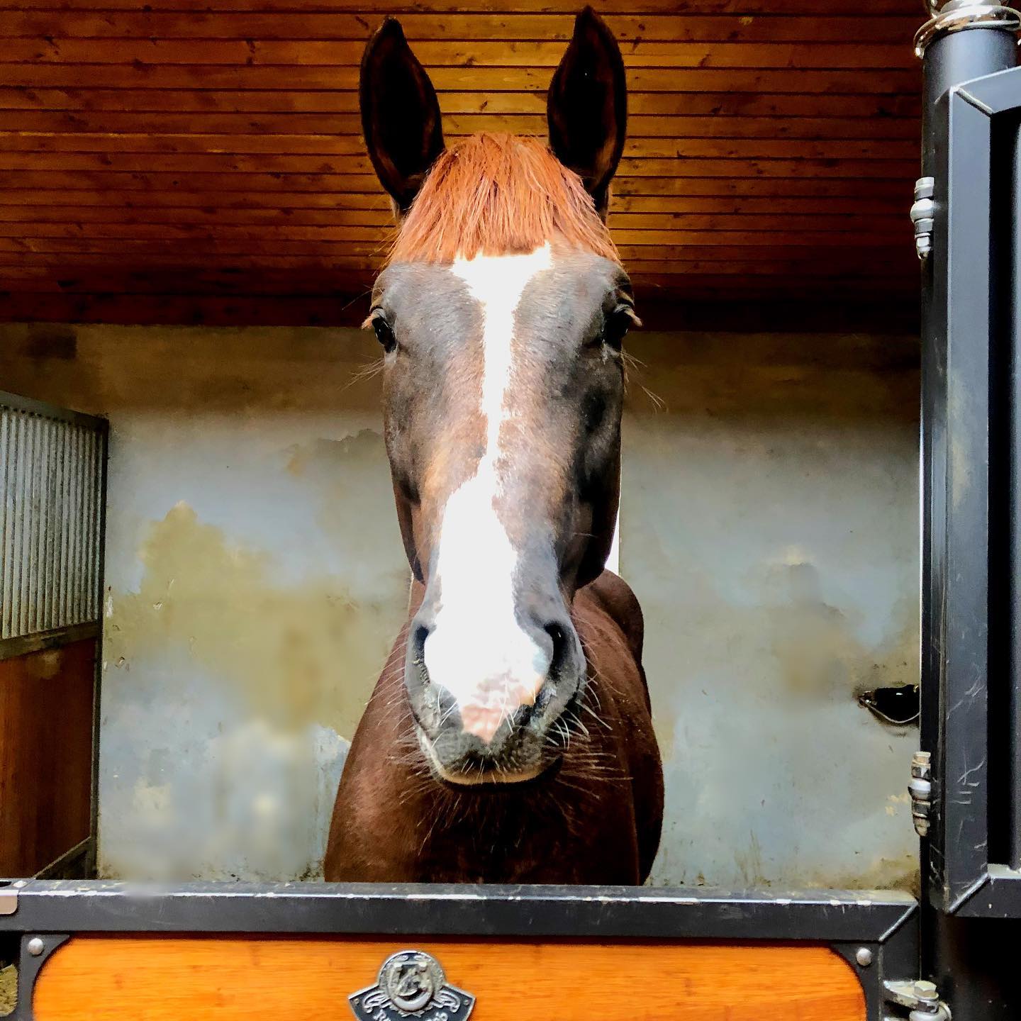 Black Horse stables Home Facebook