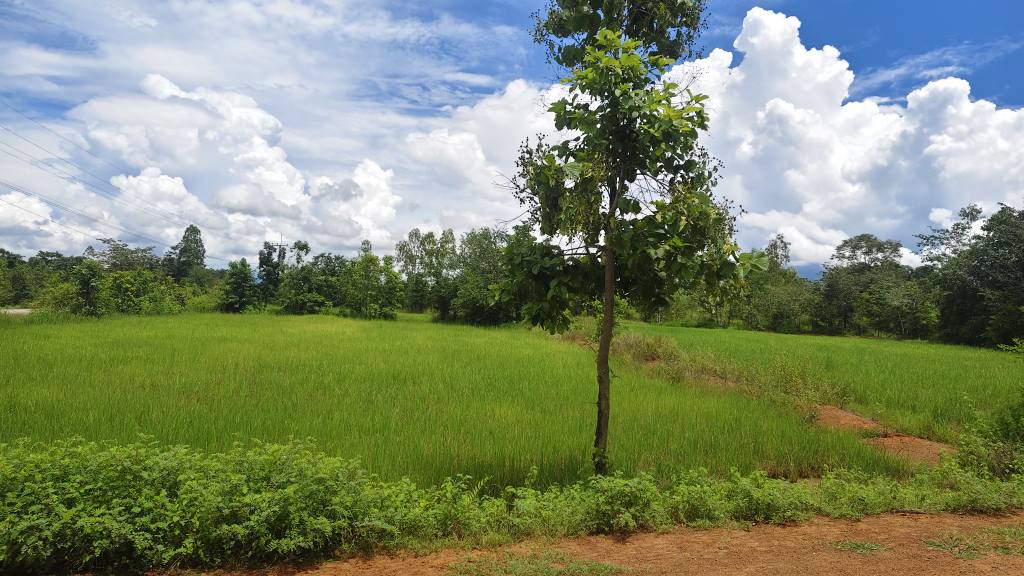 Rattana Tongtip
