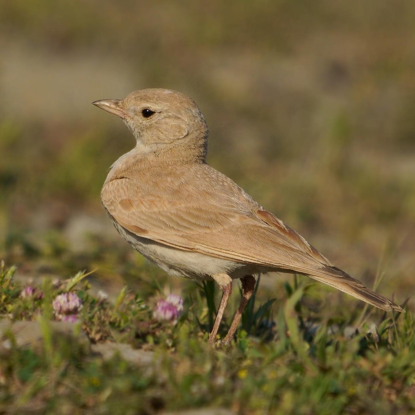 TRAKUS - Küçük çöl toygarı / Bar-tailed Lark / Ammomanes... | Facebook