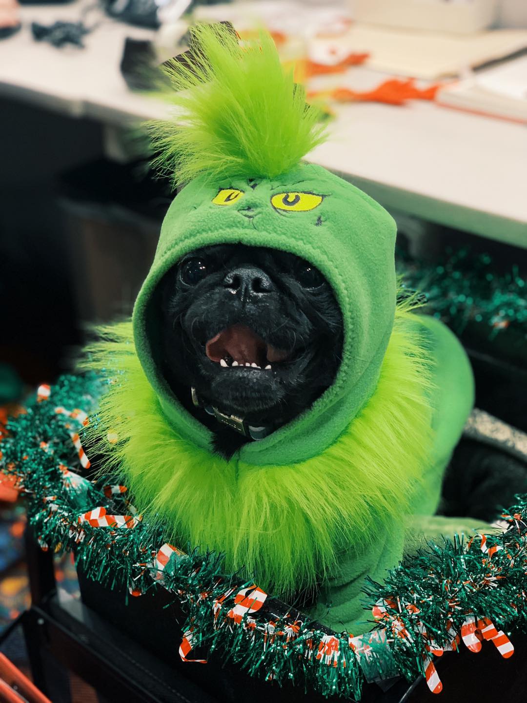 pugs dressed up for christmas Merry everyone! Wednesday we had some very cute babies come in! JJ (aka stinky the pug) was in his Grinch costume, Brimly the sweet kitty, and beautiful Stella in baby christmas pug