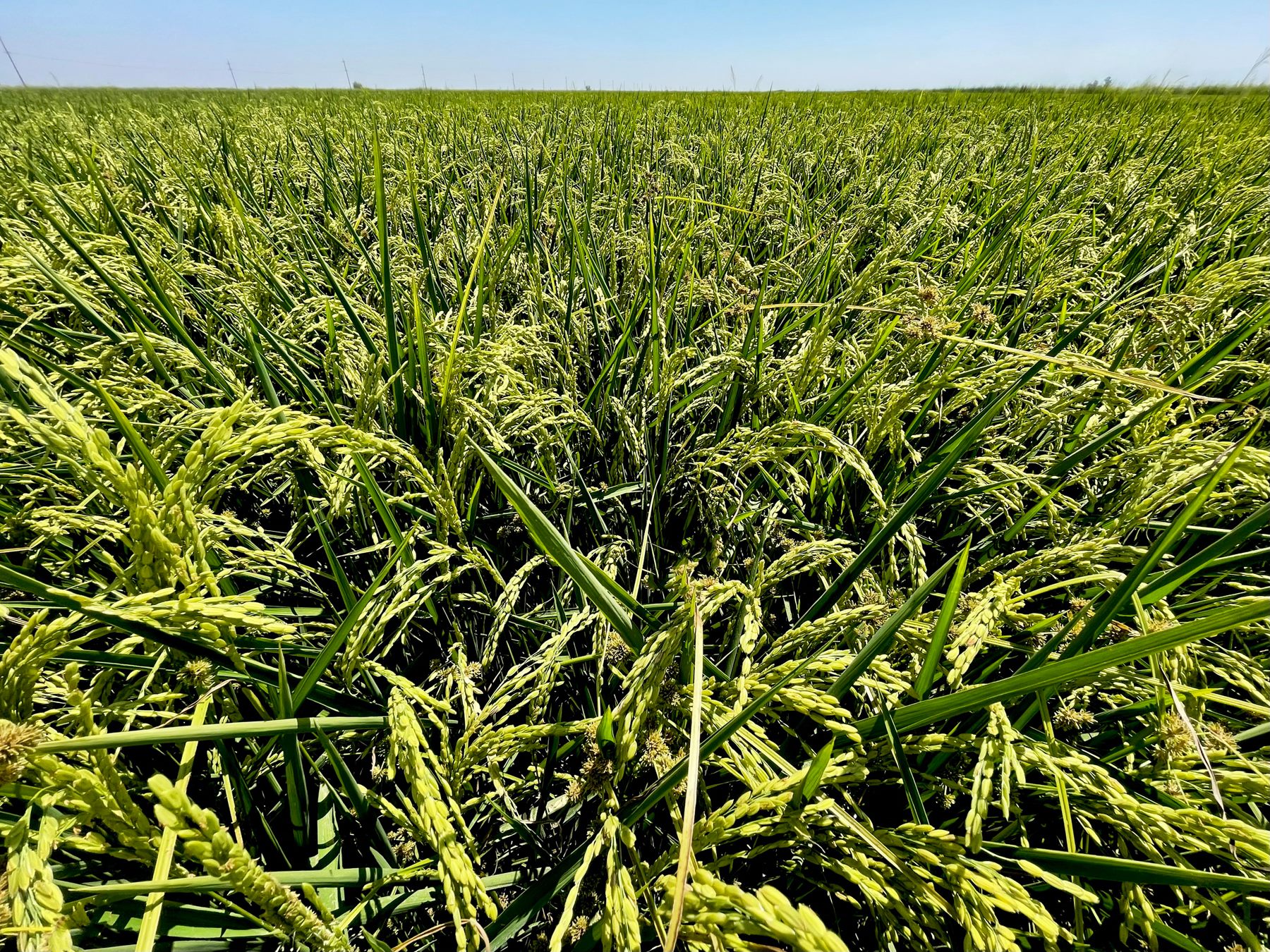 California - Heads of rice forming in a Maxwell rice field. This ...